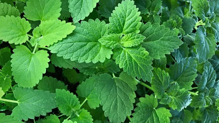 Catnip leaves