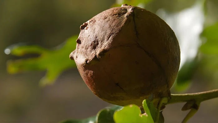 Gall fruit for cat toys