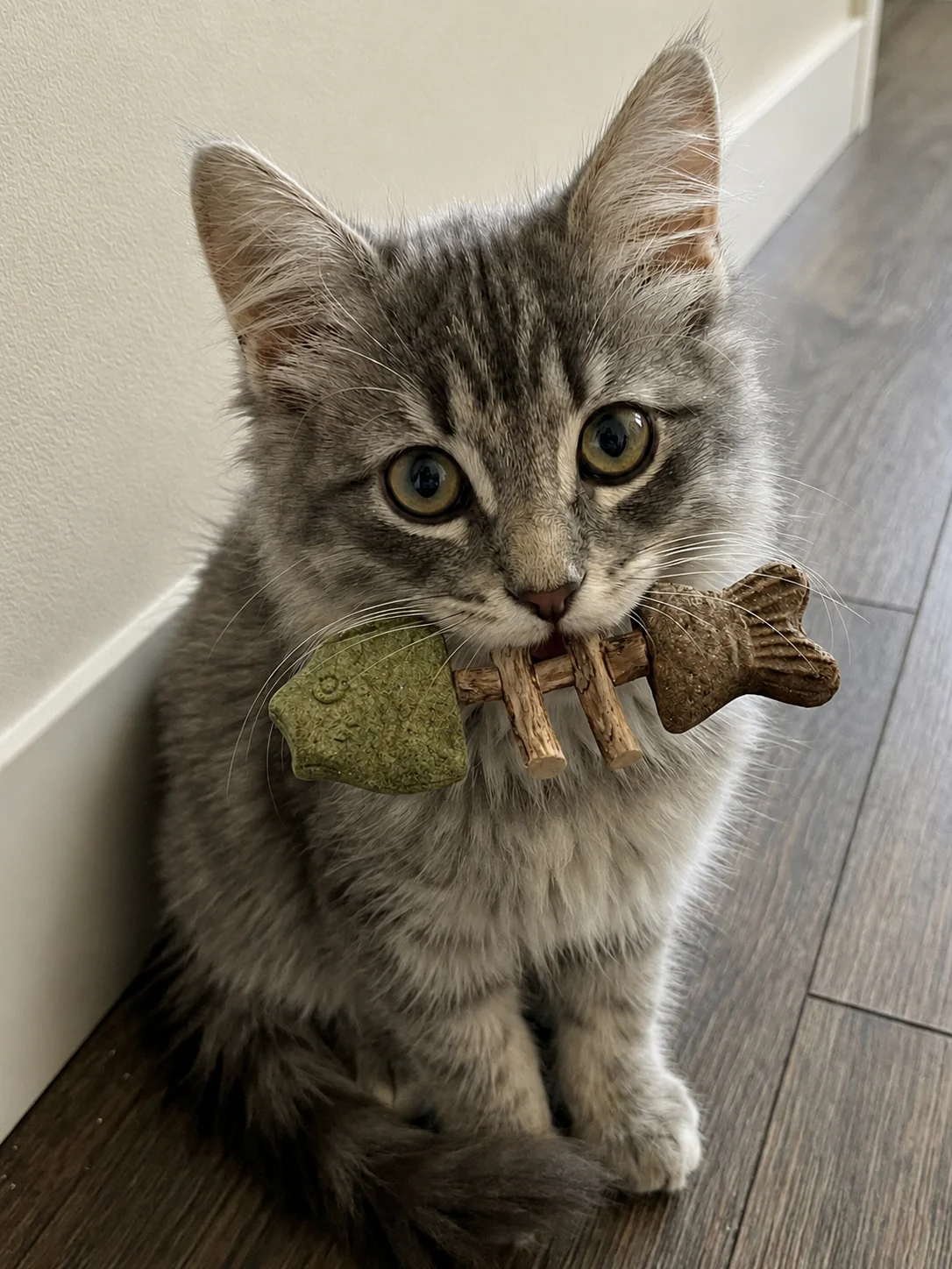 Kitten holding catnip silvervine chew toy