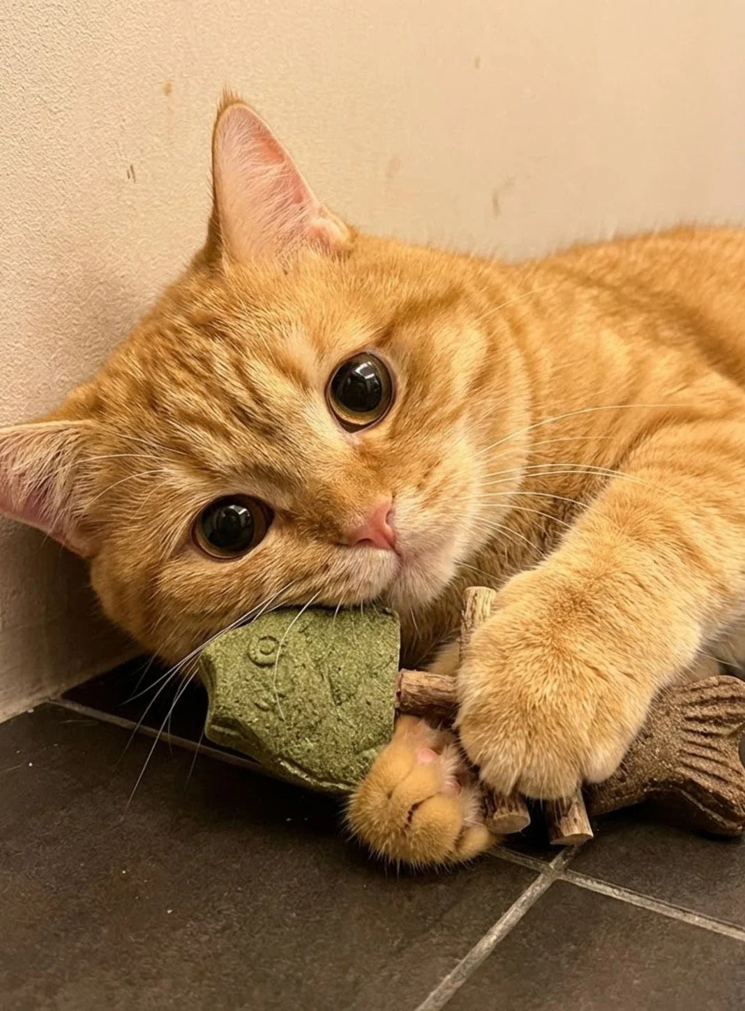 Orange cat chewing catnip silvervine fish toy