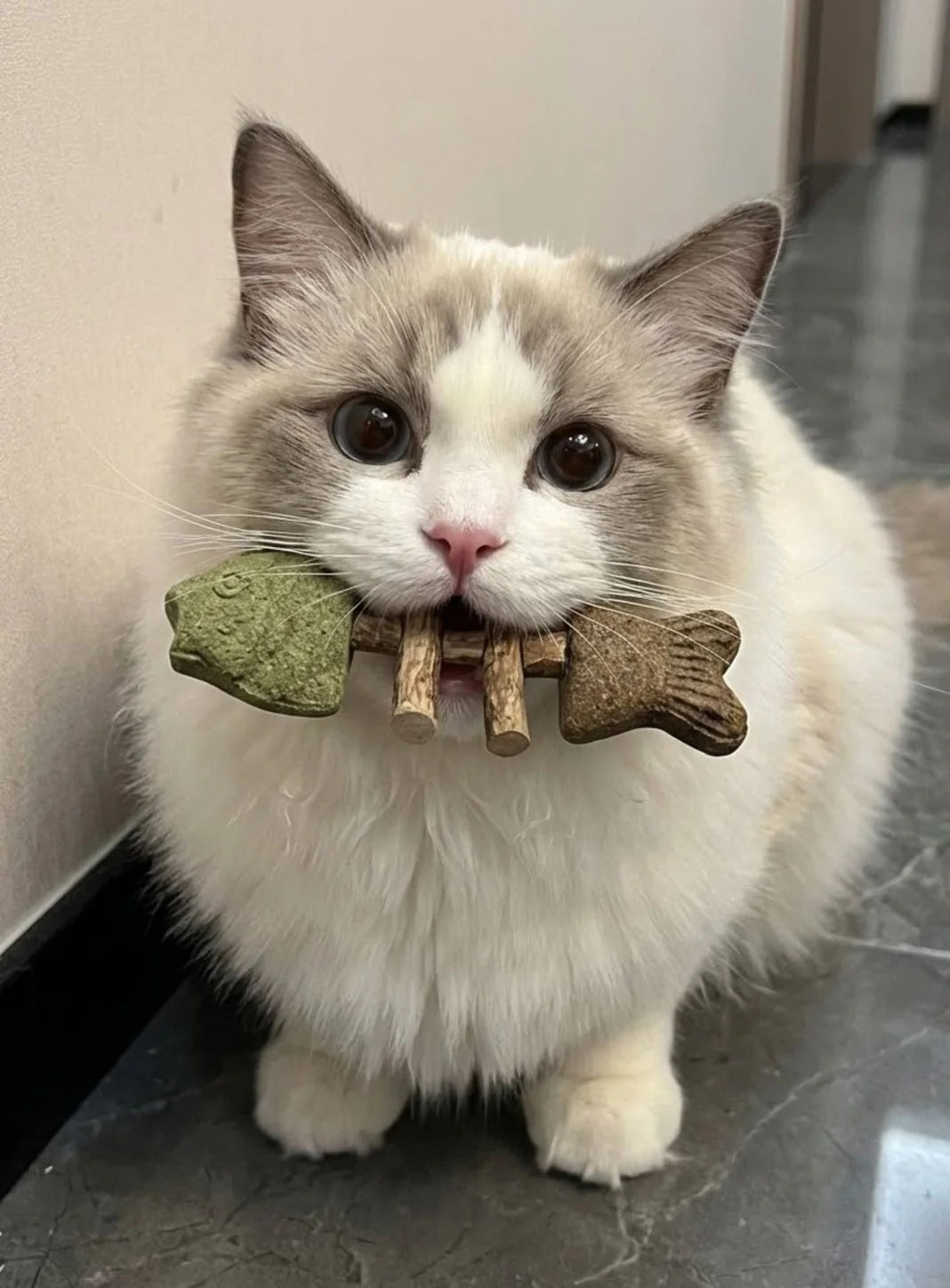 Fluffy cat holding catnip silvervine chew toy
