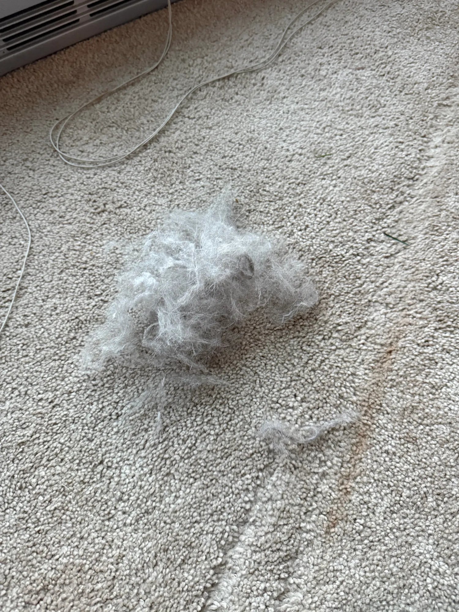 Large pile of pet hair removed from carpet